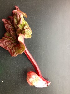 Gislason's rhubarb